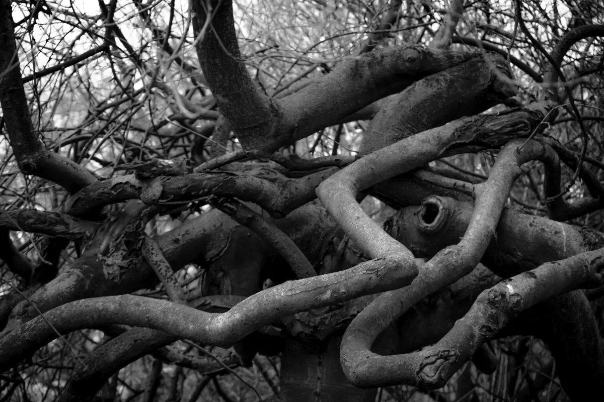 Twisted tree roots and branches in black and white